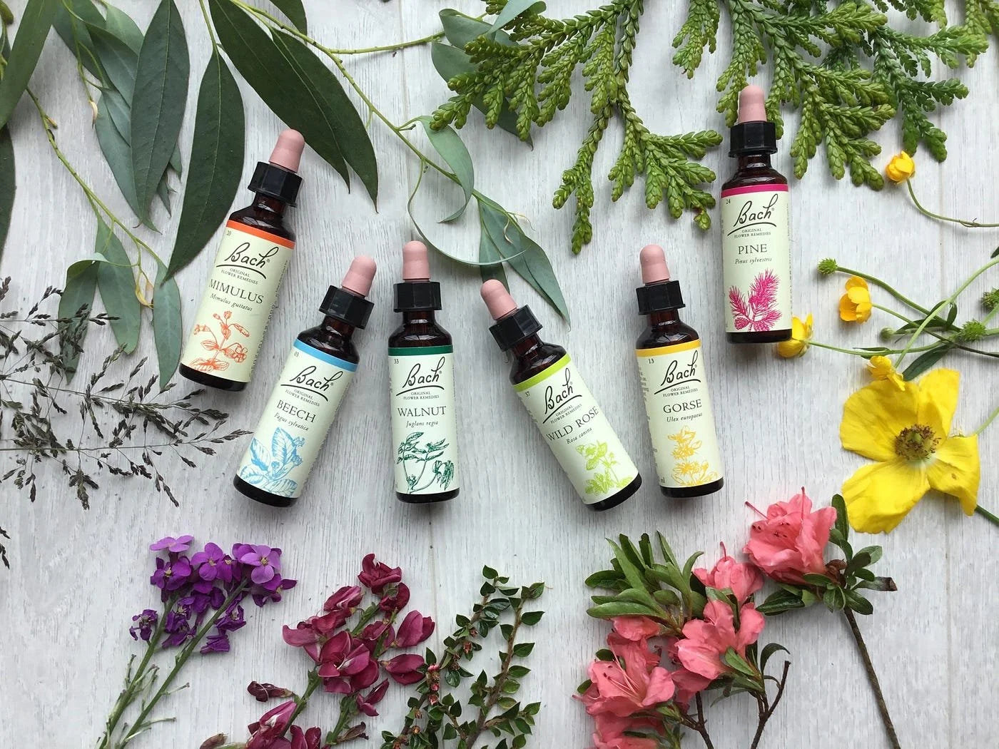 Bach Flower Remedies