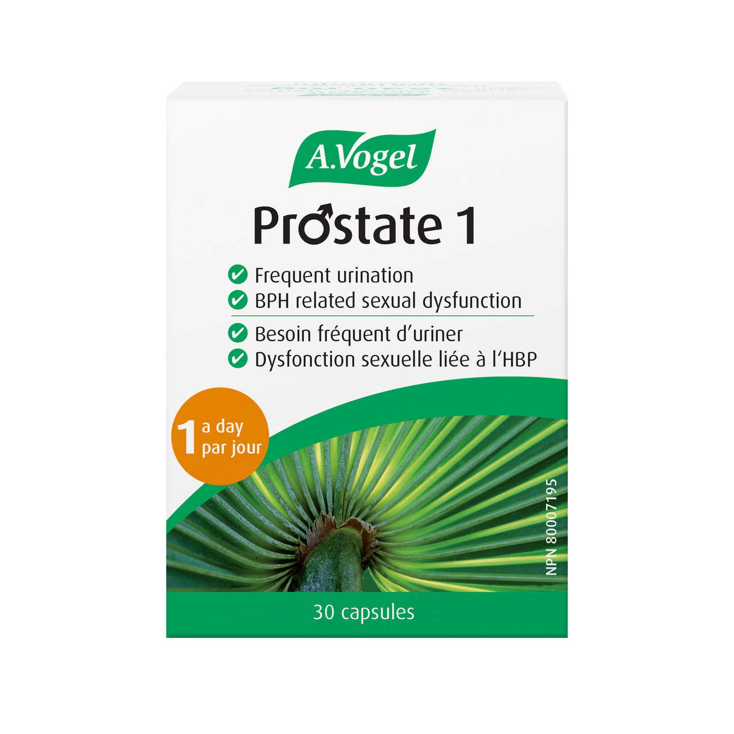 Vogel Prostate 1