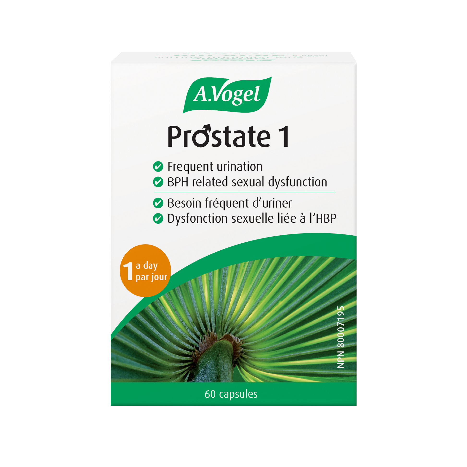 Vogel Prostate 1